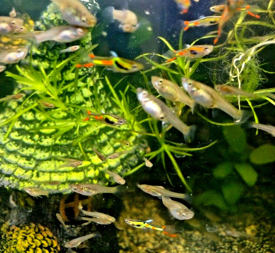 KEY LIME/Verde Lima Endler's - DOS TRÍOS (2 Tríos + 1 PAR GRATIS (3M/5F) (8 fis Foto 4 de 4