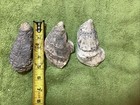 Lot of 50 Atlantic Oyster Shells 3.5 To 5 Inches   Long Polished In The Ocean — photo 10