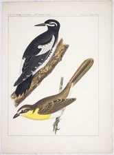 1855 WILLIAMSON'S SAPSUCKER & YELLOW BREASTED CHAT BIRDS COLOR LITHOGRAPH Read