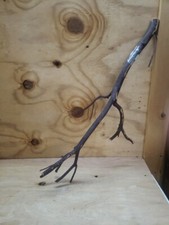 27.5" natural Manzanita Branch reptile bird habitats terrarium craft 2