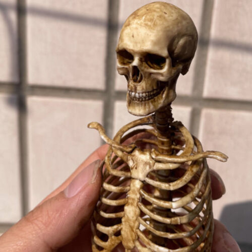 1/6 Scale Human Beings Skeleton PVC Model for 12" Action Figure Accessory Toy - Picture 15 of 18