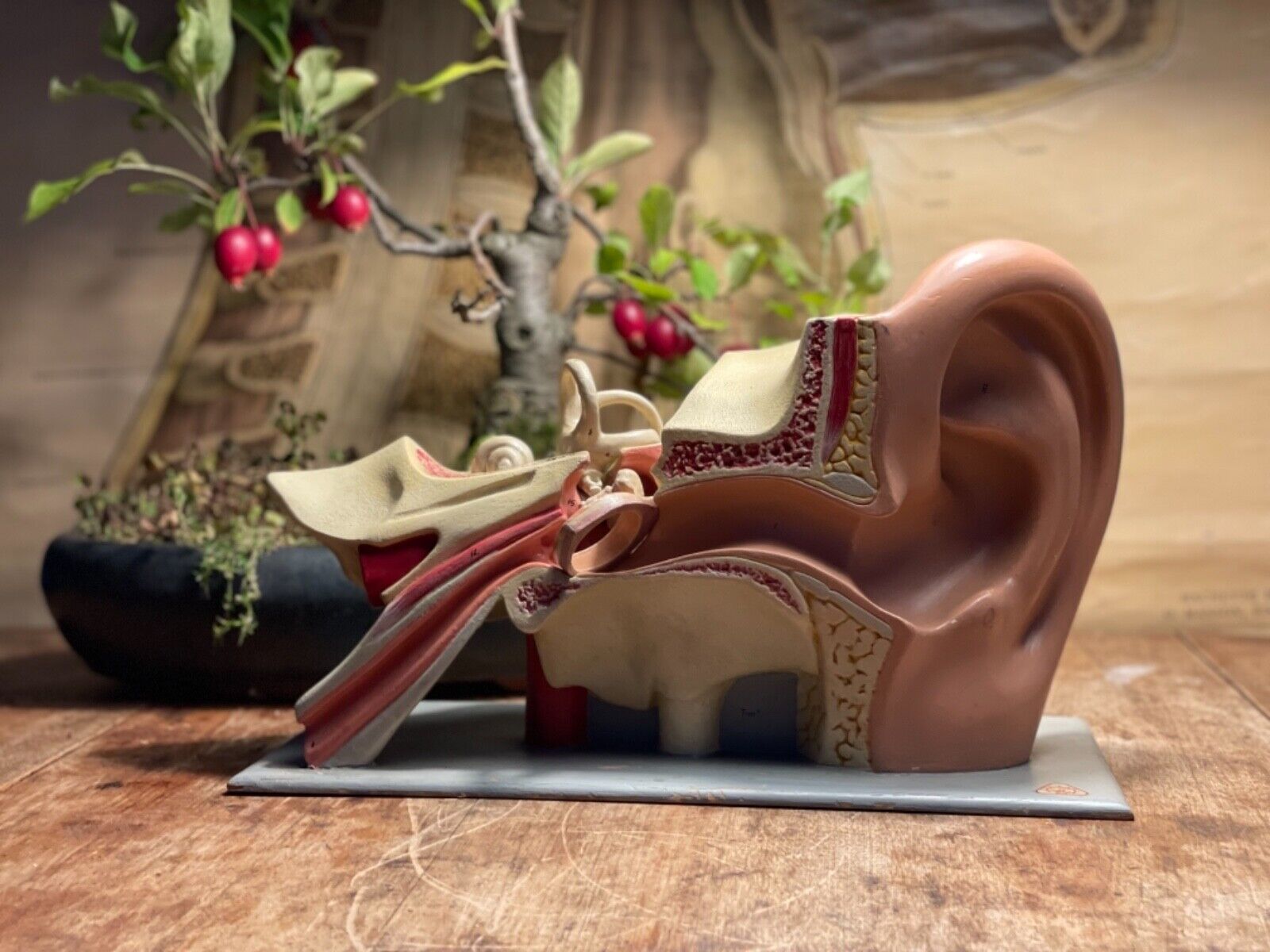 Max 87% OFF Vintage SOMSO EAR educational model anatomical di medical Special price for a limited time school