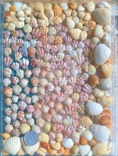 sea Shell mix from Japan BIVALVIA PTERIOMORPHIA PTERIOIDA