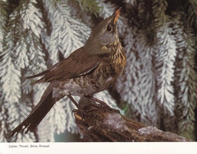 Drossel Illustration ~ gebraucht ~ verschickt ~ Postdatum auf Karte 1985