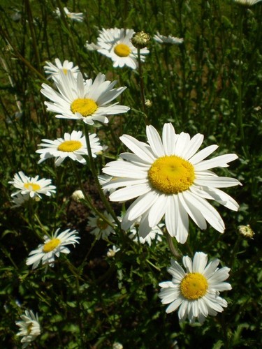 ORGANIC SEEDS FOR BEE'S, GARDEN, COTTAGE WILD FLOWERS - Picture 6 of 11