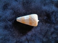 Conus Tessulatus