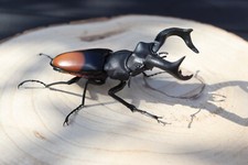 Hirschkäfer-Modell (Hexarthrius parryi)