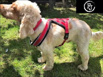 spaniel harness