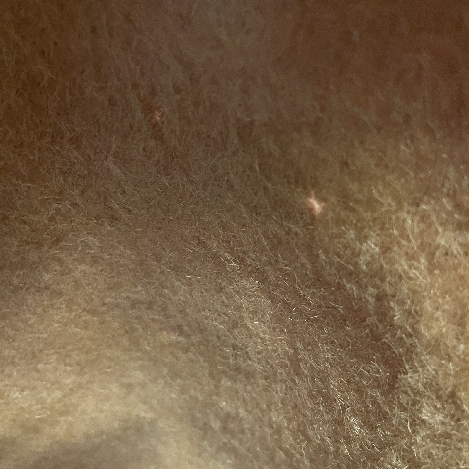 Hudson Bay Blanket 4 Point Brown Beige Wool 86x68 Holes