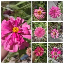Zinnia Seeds, 3 Dry Head,Giant Cut Come Again, Zinnia Flower Seed,Free Shipping 