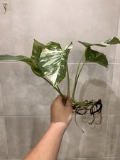 2 X Monstera Deliciosa Variegata Albino Fensterblatt Gut Verwurzelte Jungpflanze