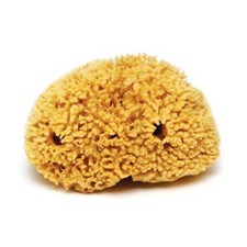 Natural Sea Sponge