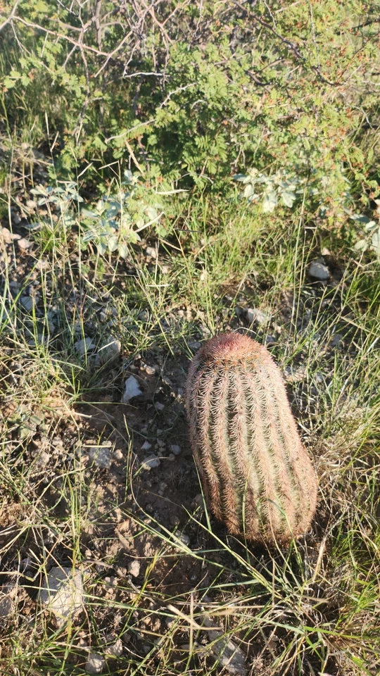 Rainbow Hedgehog Cactus | Echinocerys Rigidissimus v Rubrispinus | Pink Cactuses - Image 3 of 3
