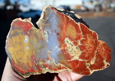 Henry Mountain Polished Petrified Wood Limb Section    4 lbs. 13.6 oz.