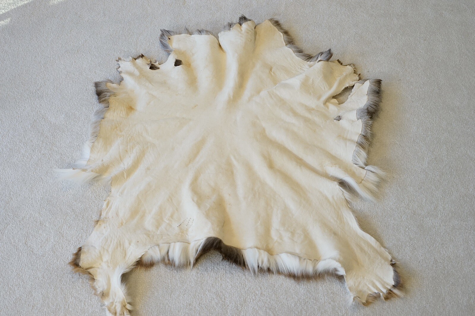 Tanned Whitetail Deer Pelt Fur Hide Skin eBay