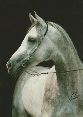 Arabian horse, Orpheus ll, Escher postcard - image 1 of 2