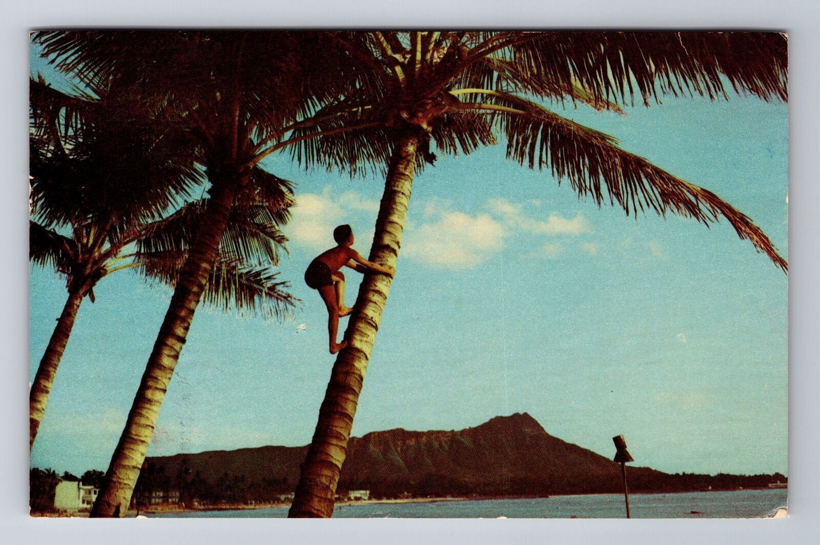 Waikiki Beach HI-Hawaii, Island Boy, Coconut Tree Vintage c1954 Postcard