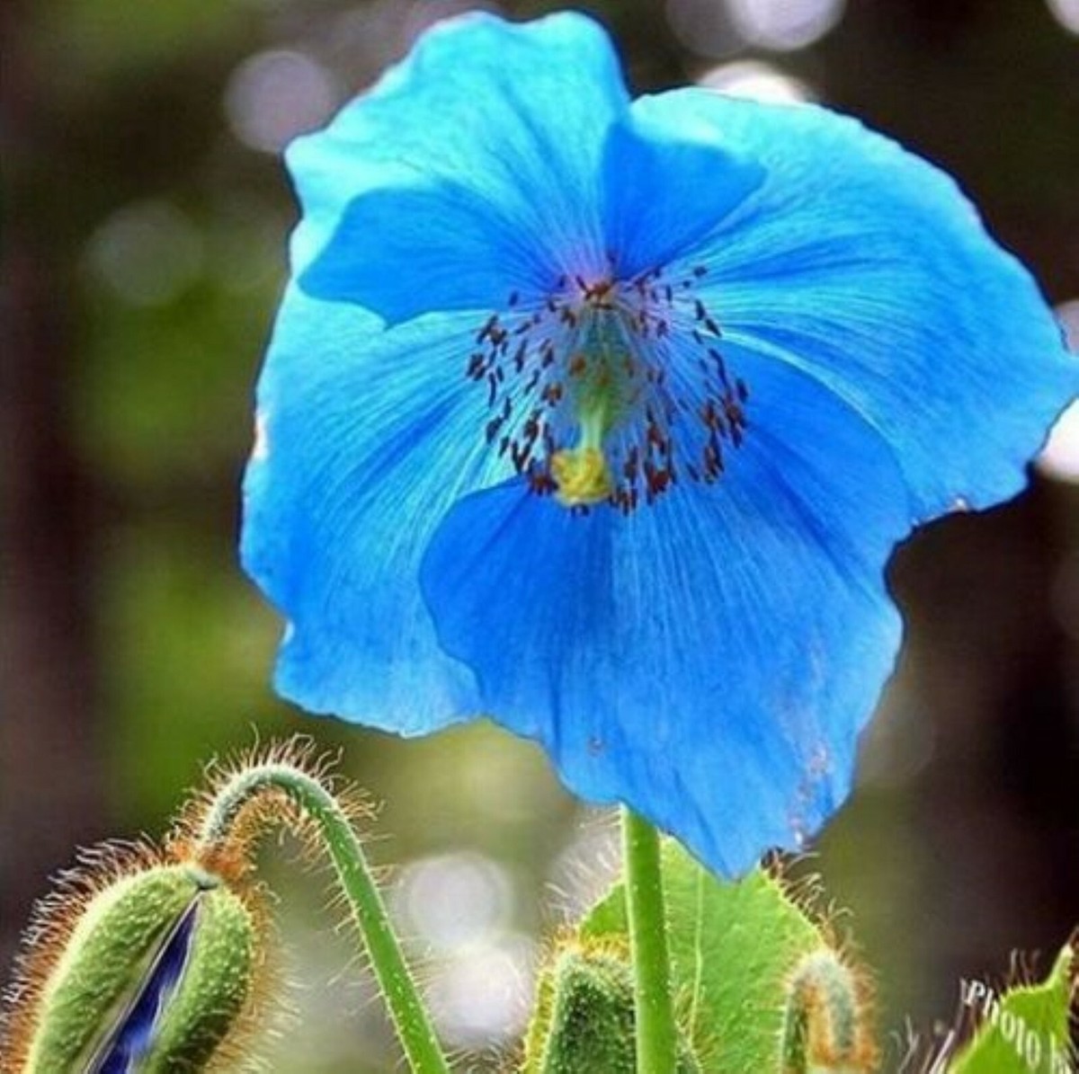 Blue Poppy Himalayan Blue Meconopsis Perennial Flowering Home