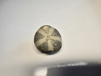 Versteinerter Seeigel Kap Arkona Ostsee Kreidefelsen 