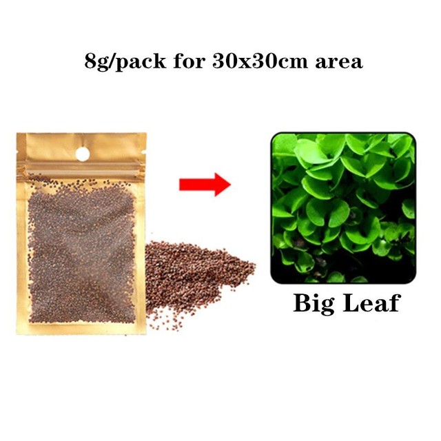 Aquarium Plant Seed Fish Tank Aquatic Water Grass