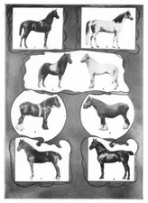 HORSES. Arabian; Stallion; Shetland Pony; Welsh; Shire; Clydedale Gelding 1907