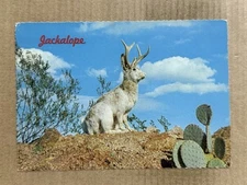 Postcard Jackalope Mythical Western Animal Fantasy Humor Jack Rabbit Antelope