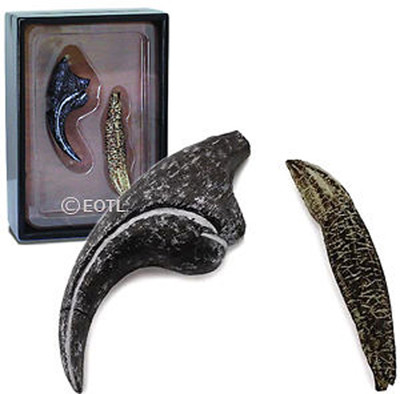 NEW CollectA 89288 Allosaurus Dinosaur Tooth & Finger Claw Model - display box