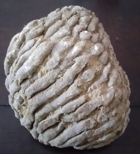 Early Fossilized Reef - Ohio