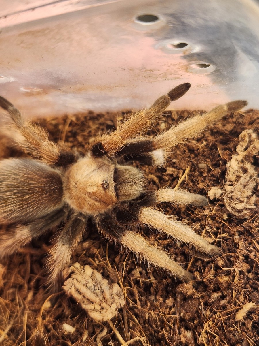 One(1)Live XL Arizona Blonde Tarantula Female 4-5 Inch Legspan | eBay