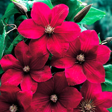 Clematis Rouge Cardinal in 9cm  Pot -  Climbing Plant, FREE DELIVERY