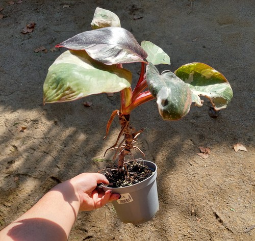 Philodendron ‘Pink