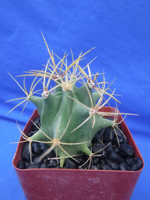 Ferocactus histrix Cactus Plant 3.25'' Pot Size RARE! Very Ltd Qty! Super Spines!