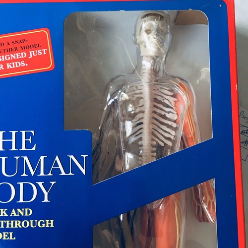 Human Body Model Kit "The Visible Woman" Vintage Revel Educational - Picture 3 of 6