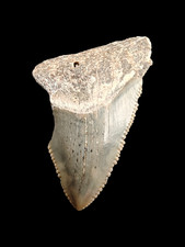 Otodus Angustidens - Fossil Carcharocles Shark Tooth North Carolina USA -Miocene