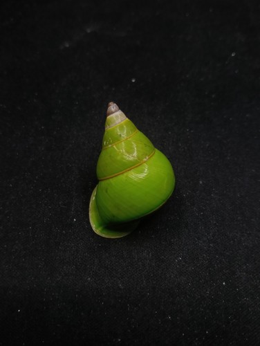 Papuina pulcherrima land snail Manus island 36mm Sea shell collectors ...