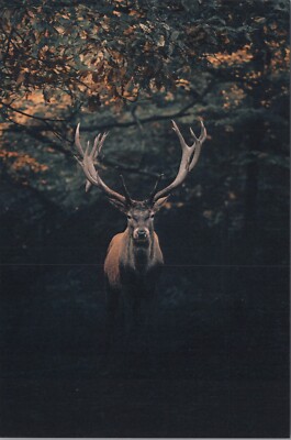 Deer Dark Foreground ~ New 2023 Animal Image Cards~4''x6'' 8151.2 MR ALE