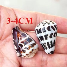 3-4cm New Natural Conch Shell Aquarium Fish Tank Landscaping Home Collection