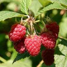 5x cuttings RASPBERRY BOYNE RED raspberry