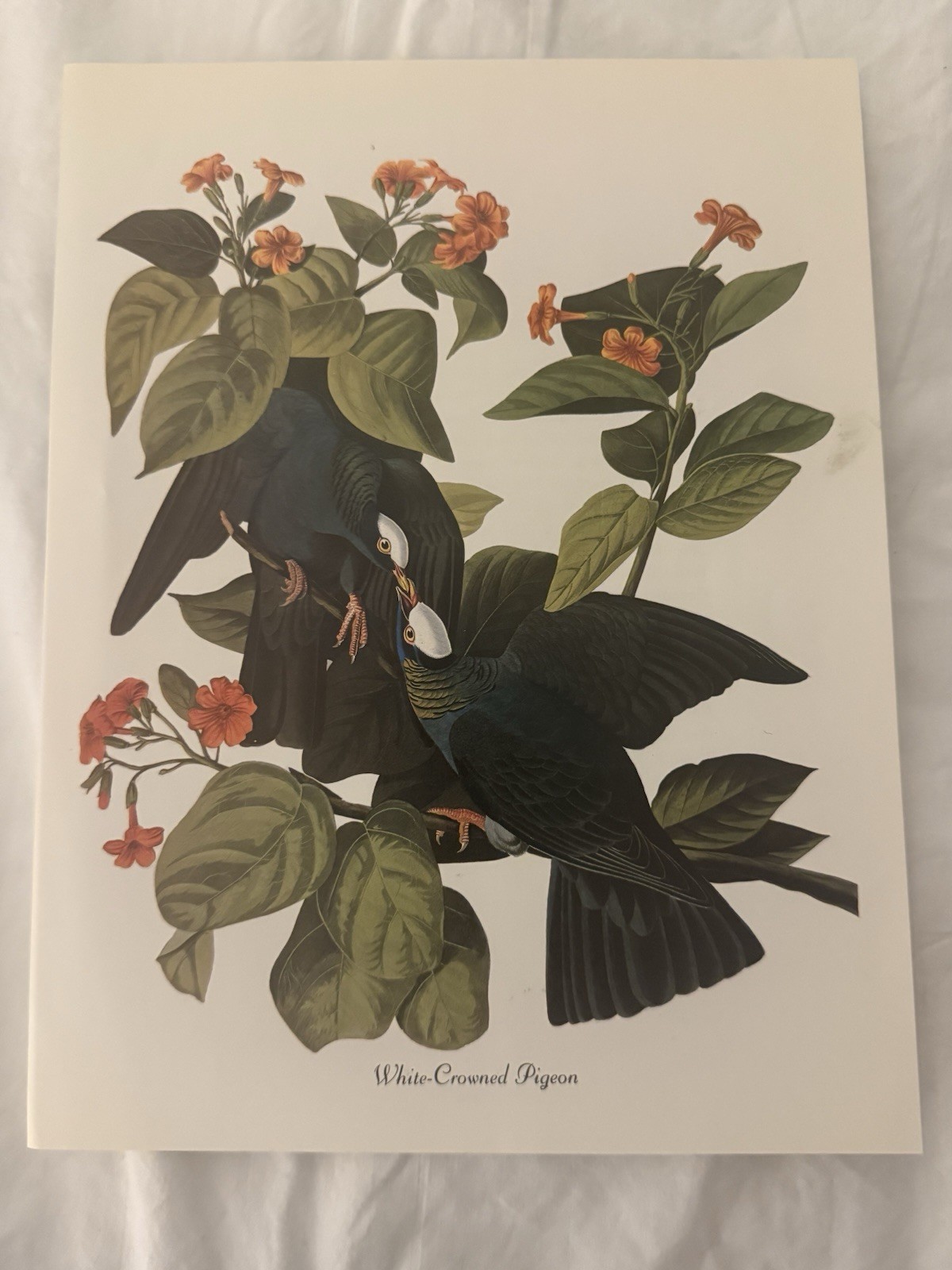 John James Audubon White-Crowned Pigeon Print Birds Unframed Portrait