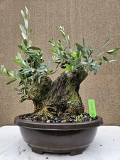 Old European Olive Bonsai Tree,,, SALE