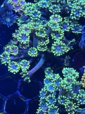 WWC Hydra Hail Goni Coral Live Coral Frag