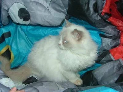 gumtree ragdoll