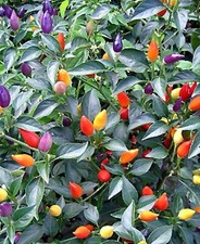 BOLIVIAN RAINBOW HOT PEPPER 20 SEEDS ORNAMENTAL CHILI SEEDS CHILLI