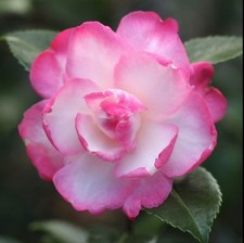 Camellia sasanqua 'Leslie Ann' Starter plant in .5 Liter pot