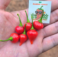 Biquinho Red Pepper Seeds - Sweety Drops Chili