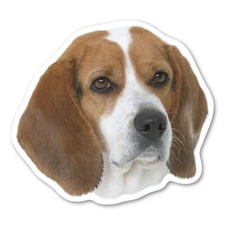 Beagle Magnet
