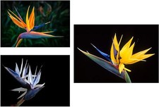 Bird of Paradise Flower Seed Bundle - 3 Colors, Orange, Yellow, White - 5 Seeds