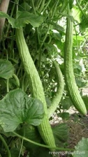 40 + Armenian Yard Long Cucumber Seeds, dua leo Organic NON - GMO , season 2025