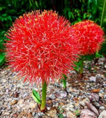 1 Bulb Scadoxus Multiflorus Fireball Lily Football Lily Blood Lily Flower Plant