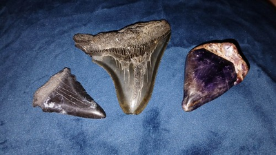 #ad MASSIVE 3x3quot; PLUS Megladon Shark Tooth LG Amethyst Chunk Fossil Shark Tooth $150.00